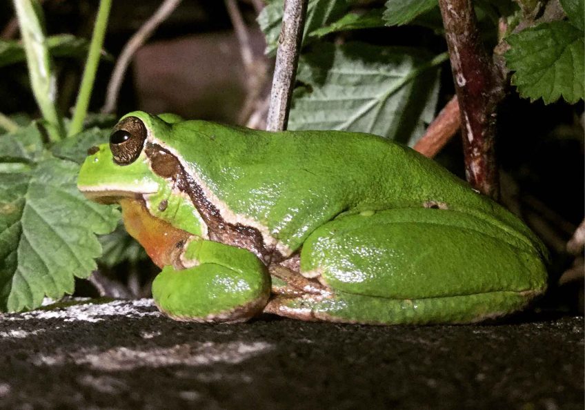 Rainette verte et autres grenouilles ont profité de l'année 2016 exceptionnellement pluvieuse.