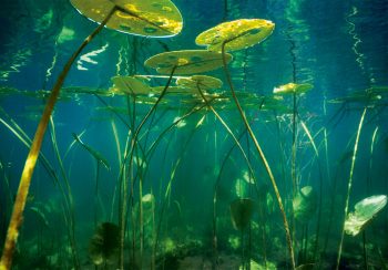 Rencontrer le tardigrade dans la mare sous les nénuphars, c'est possible ! Les tardigrades à la conquête pacifique du monde