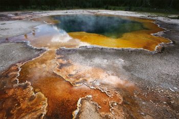 Rencontrer le tardigrade en eau sulfureuse, c'est possible ! Les tardigrades à la conquête pacifique du monde