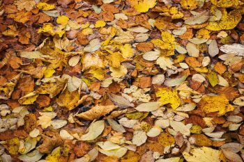 Rencontrer le tardigrade en forêt, c'est possible ! Les tardigrades à la conquête pacifique du monde