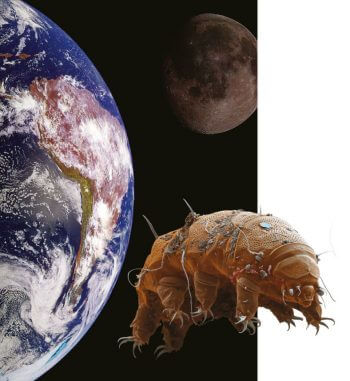 S’il est difficile d’exclure formellement une origine extraterrestre de la vie sur Terre, il est en revanche certain que les tardigrades ont leur place dans l’évolution : ces étranges organismes n’ont pas colonisé séparément notre planète ! Tardigrades en voyage dans le cosmos
