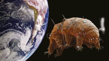 S’il est difficile d’exclure formellement une origine extraterrestre de la vie sur Terre, il est en revanche certain que les tardigrades ont leur place dans l’évolution : ces étranges organismes n’ont pas colonisé séparément notre planète ! S’il est difficile d’exclure formellement une origine extraterrestre de la vie sur Terre, il est en revanche certain que les tardigrades ont leur place dans l’évolution : ces étranges organismes n’ont pas colonisé séparément notre planète !