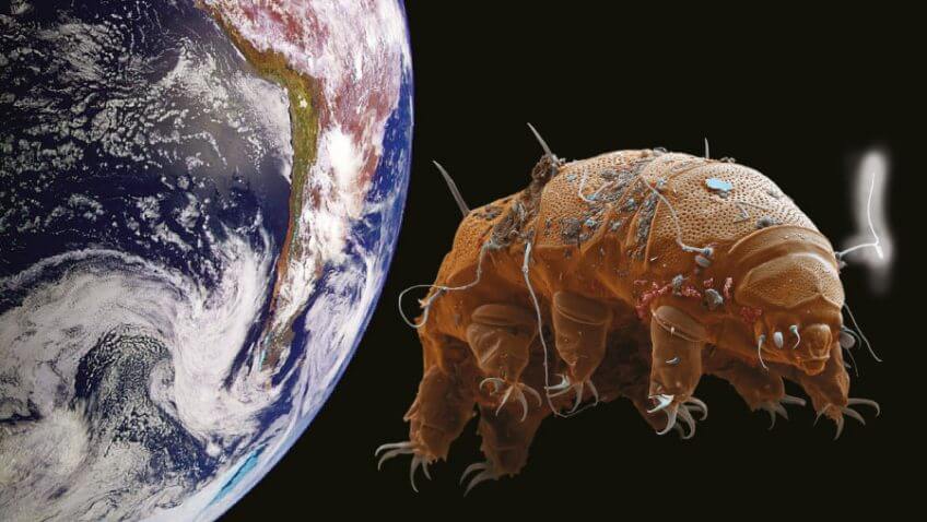 Tardigrades en voyage dans le cosmos
