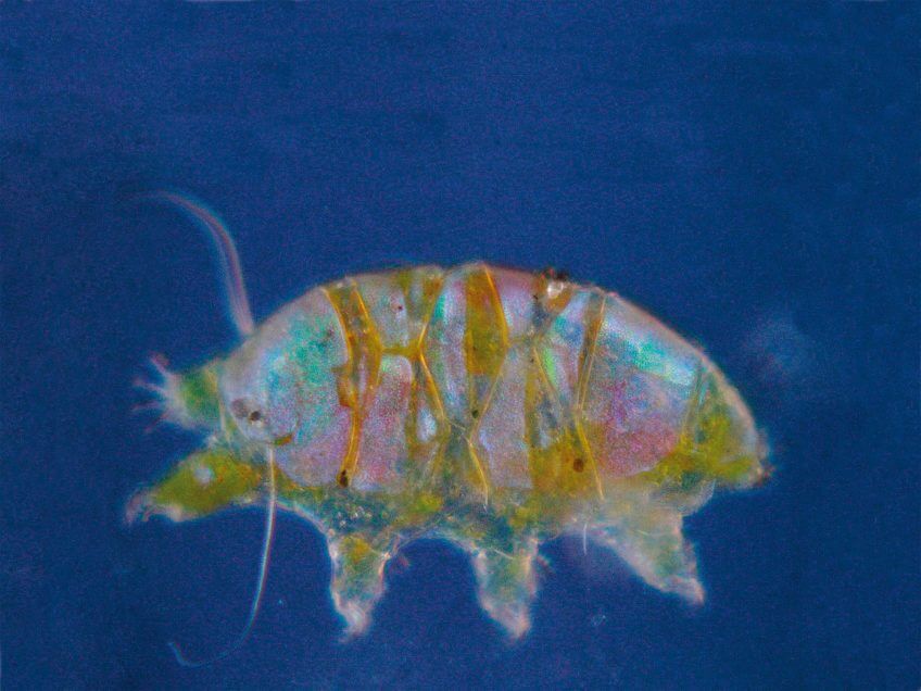 Tardigrade La reproduction des tardigrades