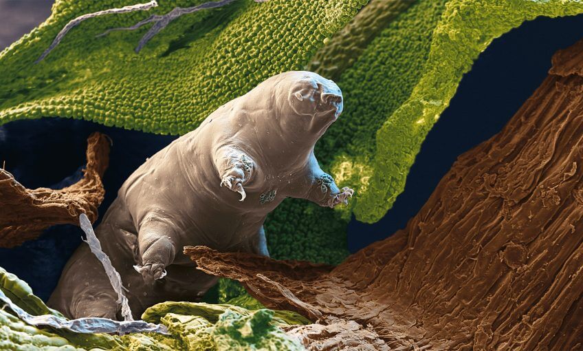 Tardigrade