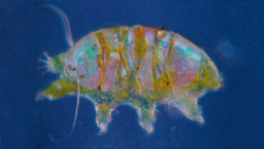 La reproduction des tardigrades