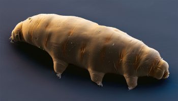Tardigrade Macrobiotus richtersi Tardigrade Macrobiotus richtersi