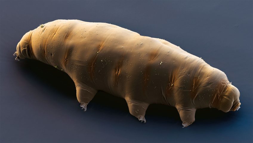 Les tardigrades, champions de la résistance