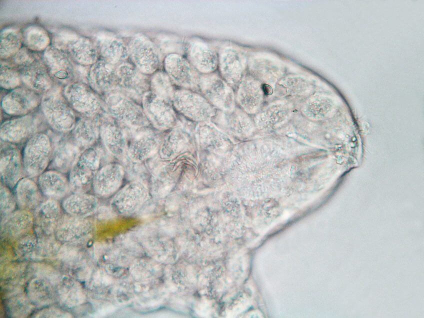 Tardigrade parasité Le tardigrade, p'tit bonhomme à huit pattes