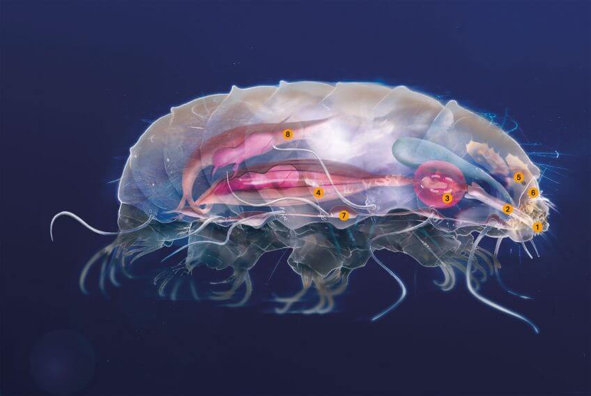 Tardigrade reconstitué en images de synthèse Le tardigrade, p'tit bonhomme à huit pattes