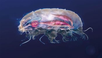 Tardigrade reconstitué en images de synthèse Tardigrade reconstitué en images de synthèse