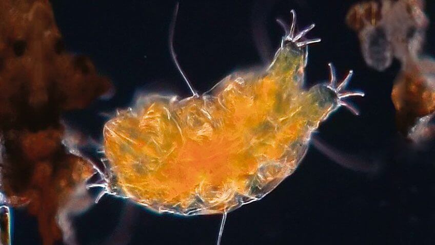 Le tardigrade: ours, sphinx ou paresseux?