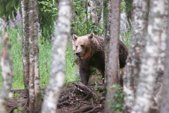 Un ours peut parcourir plusieurs dizaines de kilomètres par jour. Les jeunes mâles sont particulièrement mobiles. Un ours peut parcourir plusieurs dizaines de kilomètres par jour. Les jeunes mâles sont particulièrement mobiles.