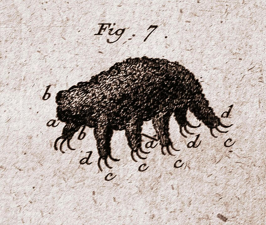 Voici la plus ancienne image connue de tardigrade, publiée
en Allemagne en 1773 par
le pasteur Goeze stupéfait de
découvrir à travers son
microscope un
animalcule à
l'allure d’ours. Le tardigrade: ours, sphinx ou paresseux?