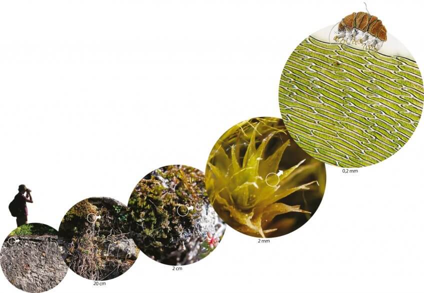 Recherche du tardigrade: la traversée des mousses