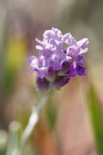 Zoom sur une fleur de lavande Au pays de la lavande