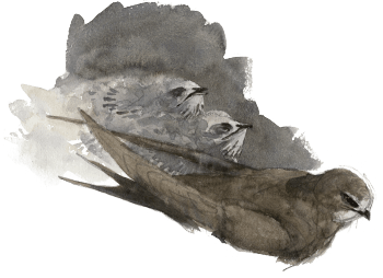 « 1e œuf: 12 mai - Jacques a vu l'œuf (l'oiseau ne couvait pas). 2e œuf le 13 ou 14, puis un 3e, trouvé hors du nid. La couvaison continue. Après 20-21 jjours: éclosion (poussins à duvet blanc, presques invisibles car couverts en permanence par un adulte. » / © Denis Clavreul