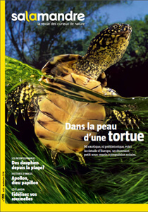 Salamandre 235 tortue - Julien Perrot