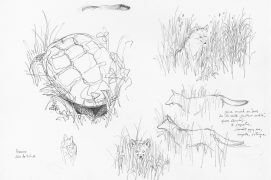 Croquis de cistude et renard en Brenne / © Denis Clavreul