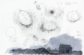 Croquis de cistudes le 8 juin en Brenne / © Denis Clavreul