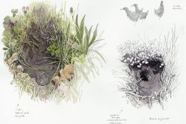 Nids de cistude et râle d'eau en Brenne / © Denis Clavreul