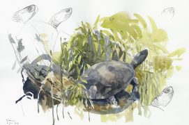 Cistude d'Europe en Brenne / © Denis Clavreul