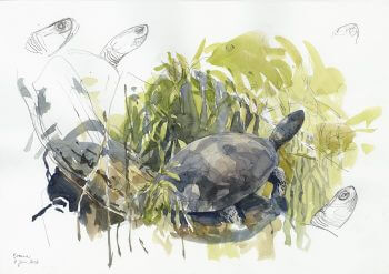 Cistude d'Europe en Brenne Cistude d'Europe en Brenne