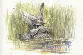 Plusieurs cistudes d'Europe sur un tronc, Brenne, le 8 juin 2016 / © Denis Clavreul