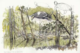 Cistude d'Europe et ambiance de Brenne / © Denis Clavreul