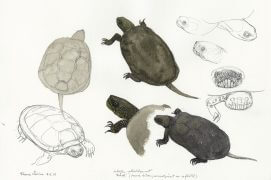 Cistude particulièrement tachetée / © Denis Clavreul