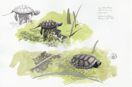 Jeune cistude âgée d'environ un an / © Denis Clavreul