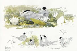 Guifettes moustac en Brenne / © Denis Clavreul