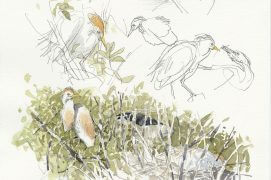 Hérons gardebœufs en Brenne / © Denis Clavreul