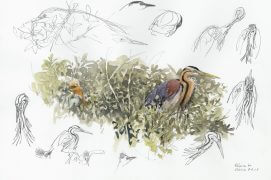 Héron pourpré / © Denis Clavreul