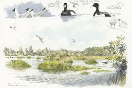 Mouettes rieuses, guifette moustac et fuligules morillons / © Denis Clavreul