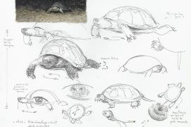 Cistude d'Europe et ponte en Brenne / © Denis Clavreul