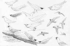 Mouettes rieuses et guifette moustac en Brenne / © Denis Clavreul