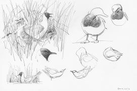 Mouettes rieuses et fuligules milouins / © Denis Clavreul