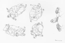 Cistude d'Europe écrasée / © Denis Clavreul