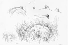 Cistude d'Europe en Brenne / © Denis Clavreul