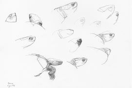 Cistude attitude / © Denis Clavreul