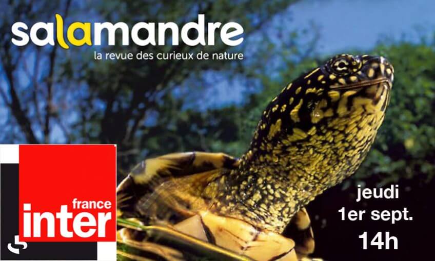 Julien Perrot Tête au Carré tortue cistude