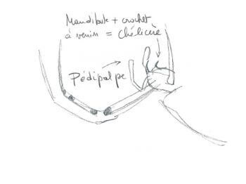 A l'avant de l'argiope: pédipalpes et chélicères constituées des mandibules et de crochets à venin