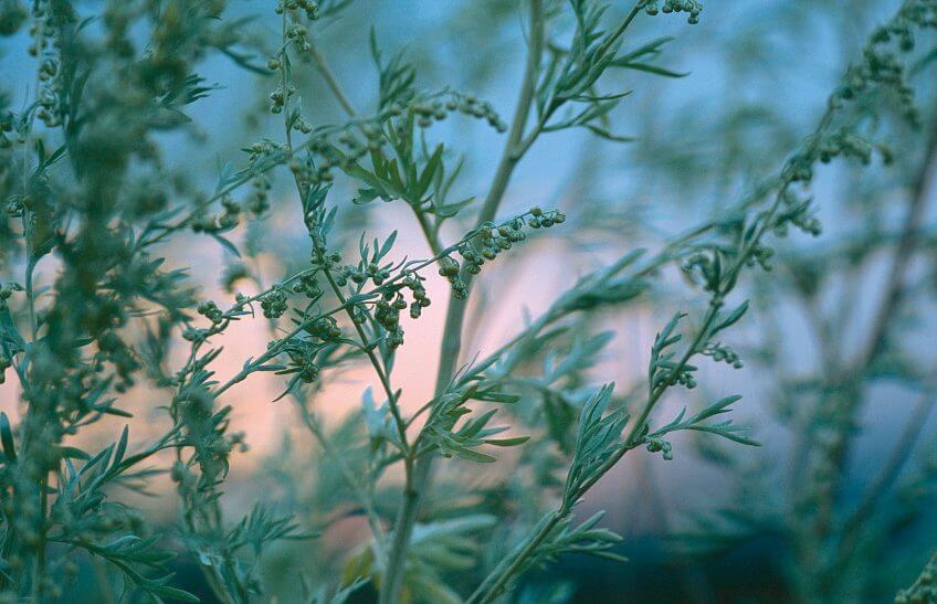 Absinthe (Artemisia absinthium)