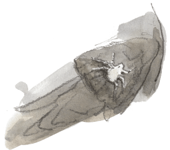 « Anaptère pâle (diptère parasite). Le martinet se "toilette" le plumage mais ne semble pas essayer de s'en débarrasser. » Cent jours de martinets