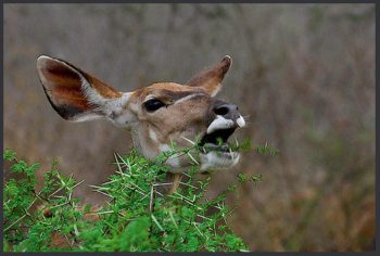 Le fonctionnement d'une feuille d'arbre en détails