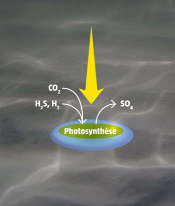Apparition de la photosynthèse à partir de composés soufrés Comment la vie et la couleur verte sont-elles apparues ?