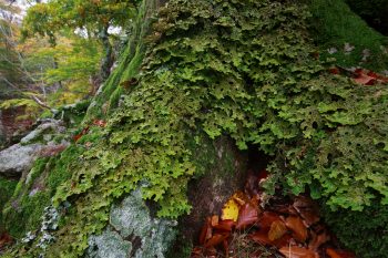Arbre recouvert de lichen 7 plantes aux feuilles hors-du-commun