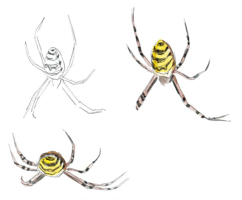 Argiope fasciée