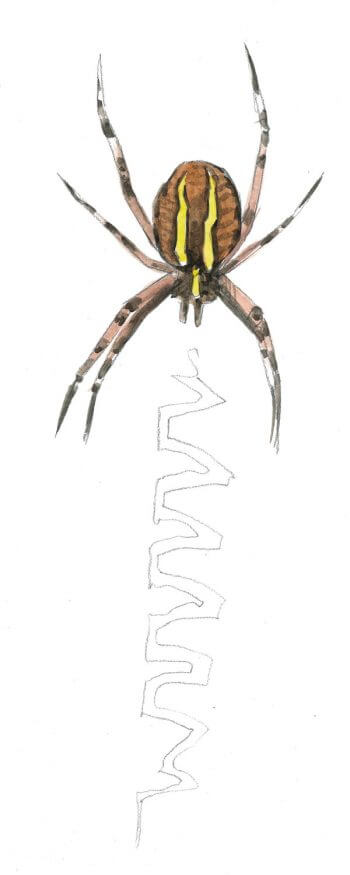 Argiope fasciée devant le stabilimentum qu'elle a tissé sur sa toile.